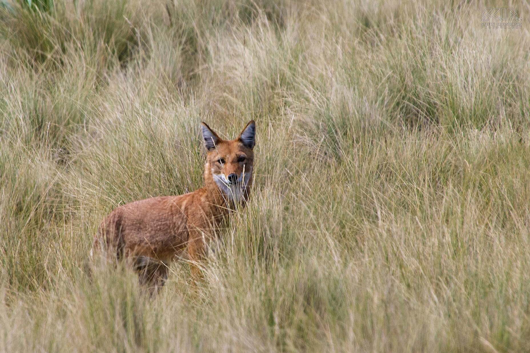 Simien Mountains - Ethiopische wolf Ethiopische wolf (Simien Fox, Abyssinian Fox, Canis simensis) Stefan Cruysberghs